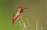 Allen's Hummingbird